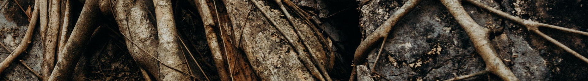 Bill Dodson Marketing and Brand Development