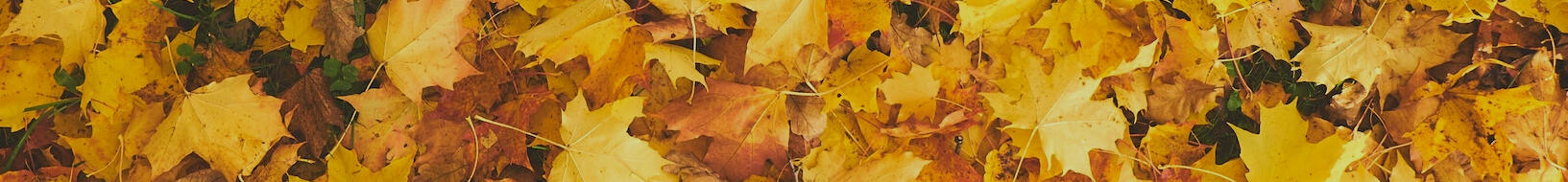 Bill Dodson Marketing and Brand Development